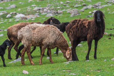 Dağlardaki yeşil çayırlarda otlayan koyunlar..