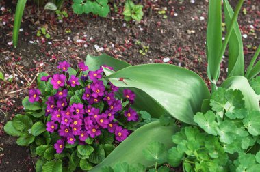 Bahçede bahar çiçekleri açan mor çuha çiçekleri.
