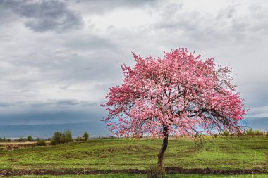 Baharda bir dağ vadisinde yapayalnız çiçek açan ağaç. Dağların üzerinden bulutlu gökyüzü.