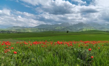 Dağlarda parlak gelincik tarlaları. Anıların kırmızı gelincikleri..