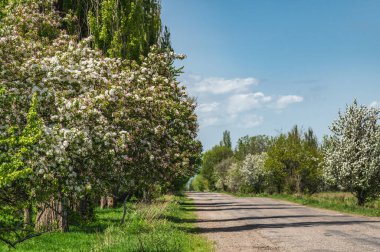 Gökyüzü bulutlu, çiçek açan elma ağaçlarıyla dolu bir yol. Kırgızistan 'ın baharda doğası.