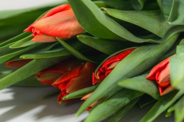 Taze kırmızı laleler. Bahar çiçeği arkaplanı. Seçici odak.