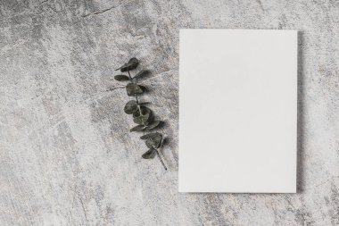 Beton arka planda boş kart ve okaliptüs filizi. Düğün davetiyesi, tebrik kartı modeli..
