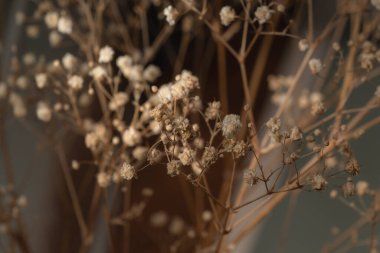 Bir buket kurumuş çiçek, soyut bir arka plan. Seçici odak.