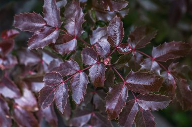  Oregon Üzüm Yaprakları (Mahonia Aquifolium) veya Mahonia-x-Wagneri-Pinnacle. Aile: Berberidaceae. Seçici odak.