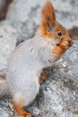 Red squirrel gnawing sunflower seeds, close-up, vertical image. clipart