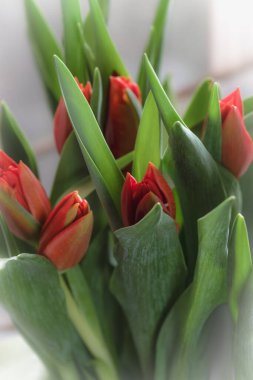 Taze laleler yakın plan. Bahar çiçeği arkaplanı. Seçici odak, dikey fotoğraf.