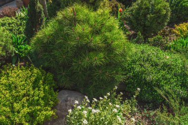 Bahçede cüce çam ağacı kompozisyonu.