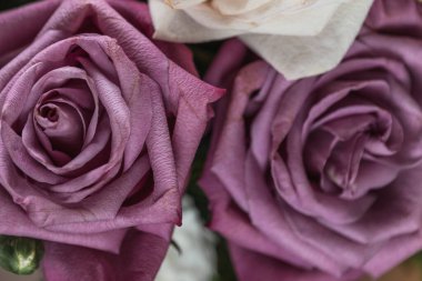 Leylak renginde güllerin çiçek arkaplanı