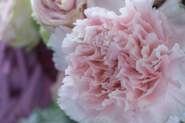 Zarif pembe karanfiller, çiçekli arka plan.