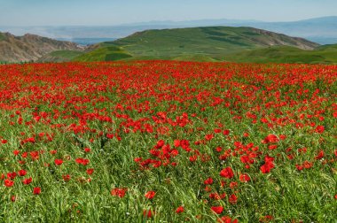Dağlarda sonsuz kızıl gelincik tarlası.