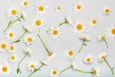 Beyaz papatya çiçekleri ile mavimsi arkaplan.