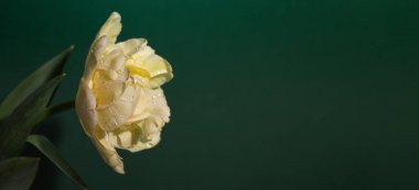 Yeşil zemin üzerinde çiğ damlaları olan sarı lale, afiş.