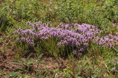Dağ çimlerinde yabani kekik çalısı. Şifalı bitkiler,.