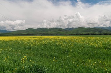 Dağ vadisindeki bir ırz düşmanı tarlası. Kırsal dağ manzarası.