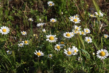 Güneşli bir günde papatya çayı çiçekleri.
