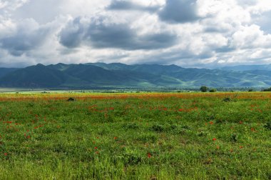 Bir dağ vadisinde çiçek açan haşhaş tarlaları