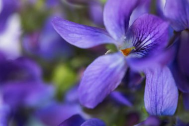 Viola vahşi yakın çekim. Seçici odaklanma. Bahar çiçeği arkaplanı.