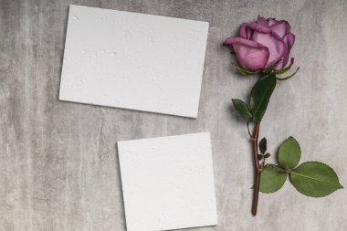 Tebrik kartı modeli, düğün davetiyesi, tebrikler. Bir mor gül ve beton zemin üzerinde iki boş form..