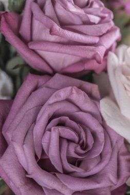 Hassas leylak gülleri. Dikey fotoğraf seçmeli odak noktası..