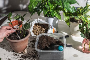 Kapalı alanda bitki yetiştirme, nakil ve kapalı alanda bitki yetiştirme. Köklü defne ağacı kesimleri evde.