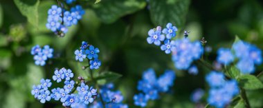 Parlak minyatür mavi brunner çiçekleri. Doğal çiçek arkaplanı..