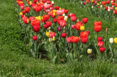Çiçek tarlasında laleler. Bahar çiçeği arkaplanı. Şehir manzarasında çiçekler var. Seçici odak.