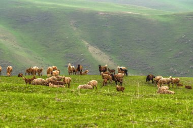 Koyunlar yeşil bahar tepelerinde otluyor. Kırgızistan dağlarında ekonomik faaliyet