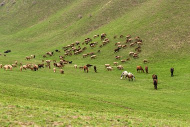 Koyunlar ve atlar yeşil bahar tepelerinde otluyor. Kırgızistan dağlarında ekonomik faaliyet.