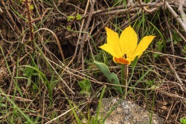 Vahşi dağ lale çiçeği. Orta Asya 'nın bahar çiçekleri, Kırgızistan' ın florası.