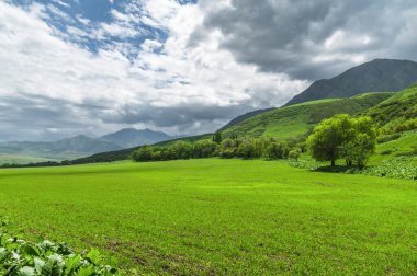 Yeşil tepeler arasında taze filizler olan yeşil alan. Bulutlu gökyüzü. Doğaya yolculuk.