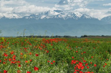 Kırmızı gelincikler tarlalarda karlı dağların arka planına karşı. Kırgızistan 'da bahar. Seçici odak.
