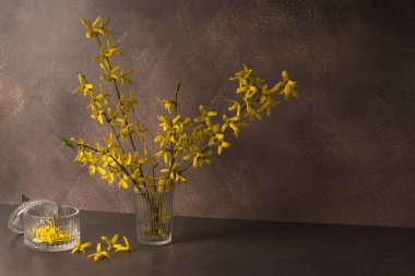 Kahverengi arka planda sarı forsythia dalları açan cam camlar. Bahar çiçeği arkaplanı.