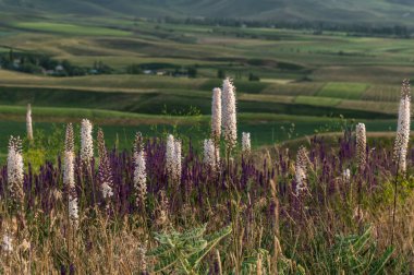 Tepelerde Eremurus Sage ve çayır otlarıyla çiçek açan çayır. Seçici odak.