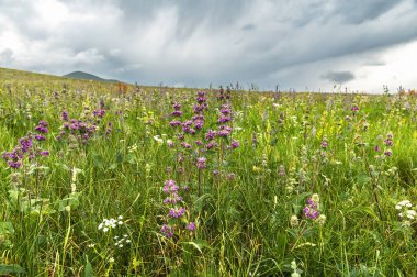 Phlomodes tüberosa 'nın bir dağ çayırında açtığı yakın plan. Dağlarda yaz.