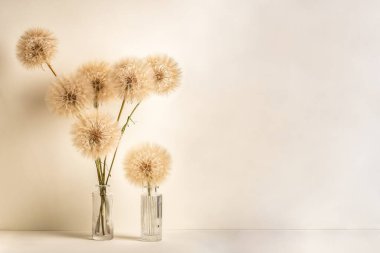 Bej bir zemin üzerinde cam vazolar içinde kabarık karahindiba buketleri ve fotokopi alanı.