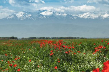 Mısır gevreği ve kırmızı gelinciklerle kaplı yeşil tarlalar karla kaplı dağların arkasında. Kırgızistan 'da bahar. Seçici odak.