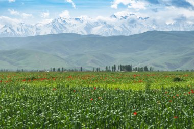 Mısır gevreği ve kırmızı gelinciklerle kaplı yeşil tarlalar karla kaplı dağların arkasında. Kırgızistan 'da bahar.