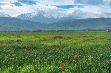 Mısır gevreği ve kırmızı gelincikli yeşil tarlalar karlı dağların arka planında.