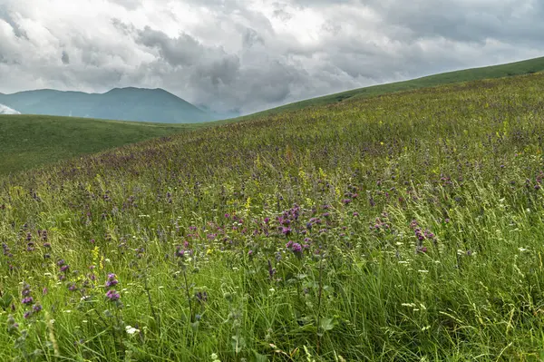 Dağ çayırındaki bir tepede çiçek açan adaçayı ve çayır otları. Dağlardaki bulutlu gökyüzü.