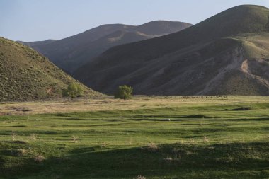 Yeşil tepelerin arasındaki vadide yalnız bir ağaç. Dağlarda ilkbahar.