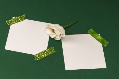 Davetiye ya da tebrikler. İki boş kart ve yeşil arka planda beyaz Eustoma çiçeği..
