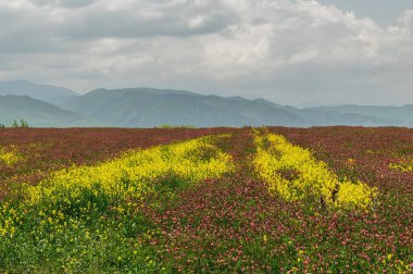 Bir dağ vadisinde pembe azize tarlaları ve sarı kolza tohumu. Tarım sektöründe tarım mahsulleri.