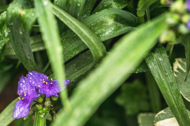 Yağmur damlalı Tradescantia Anderson. Seçici odak.