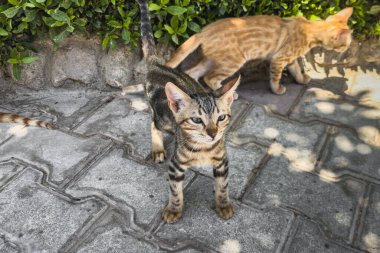 Bahçe yolunda oynayan iki kedi yavrusu. Seçici odak.