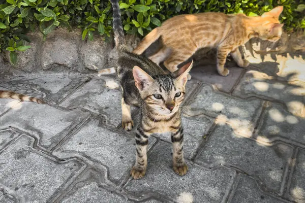 Bahçe yolunda oynayan iki kedi yavrusu. Seçici odak.