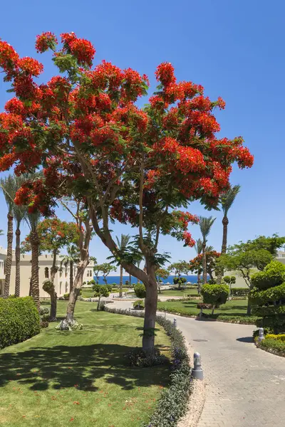 Mısır 'da bir otelin bahçesinde çiçek açan Delonix regia..