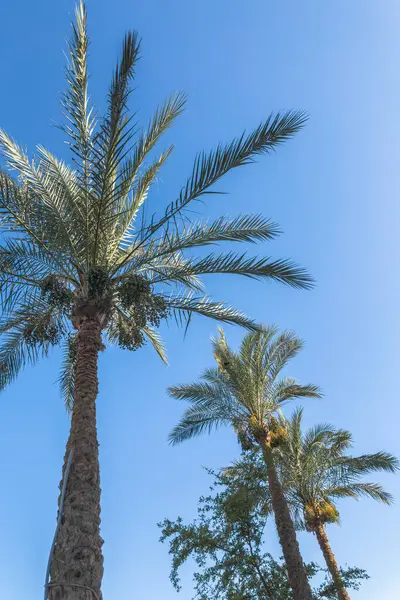 Olgunlaşmamış hurma ağaçları dikey fotoğraf..