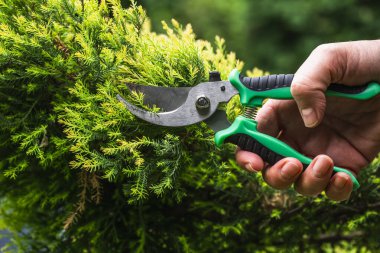 Kısaltan ardıç filizleri elle budanır. Bahçedeki yeşil ve kozalaklı bitkilerin tomurcukları budanır..