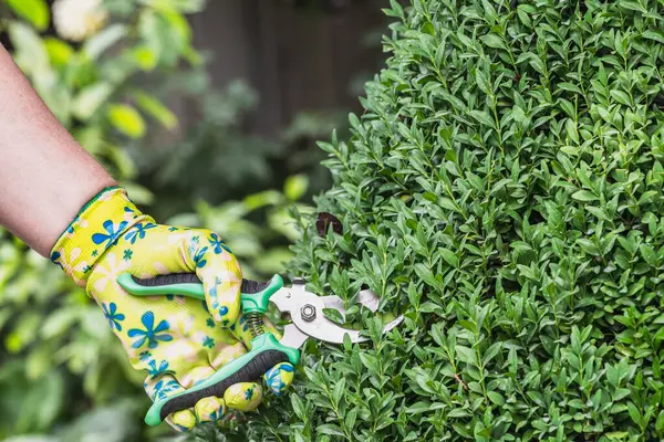 Kuru erik ağacı budama makası ile filizlenir. Bahçedeki yemyeşil ve kozalaklı bitkilerin budanması..